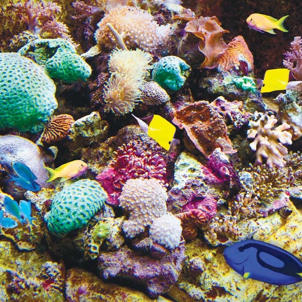 Das Foto wurde bei The Lost Chambers Aquarium von The Lost Chambers Aquarium am 9/23/2014 aufgenommen