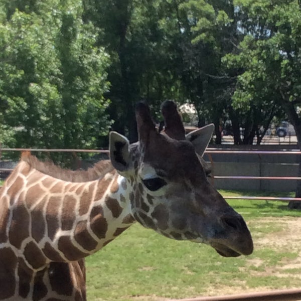 Foto scattata a Roosevelt Park Zoo da Ирина Г. il 6/23/2015