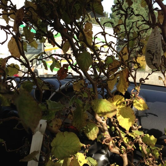 Blumen Und Gartencenter Schmitt Ohg Lorrach Baden Wurttemberg