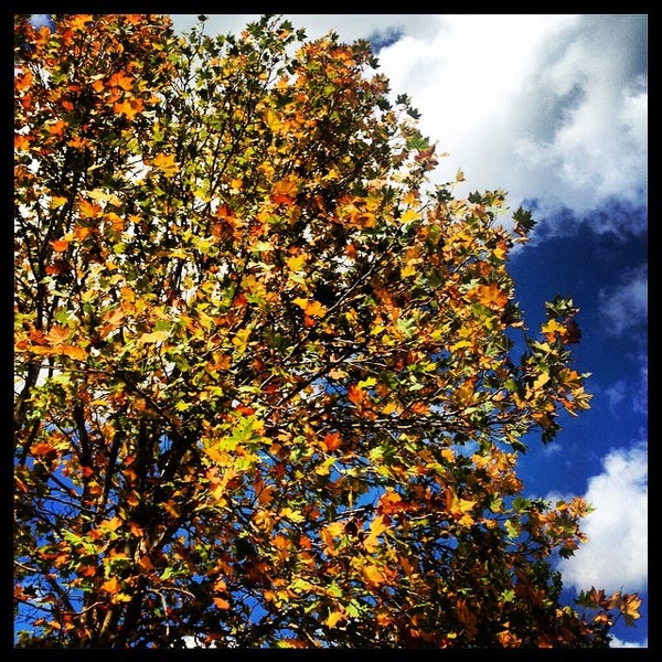 Photos At Rouse Hill Regional Park Park In Rouse Hill