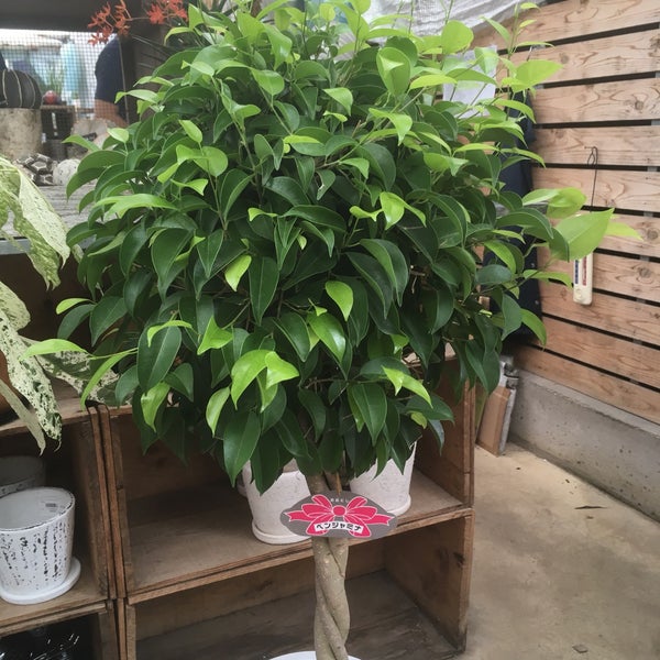 ユニバーサル園芸社 Garden Center In Ibaraki