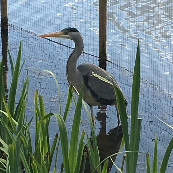 Water Gardens Hemel Hempstead, Hertfordshire