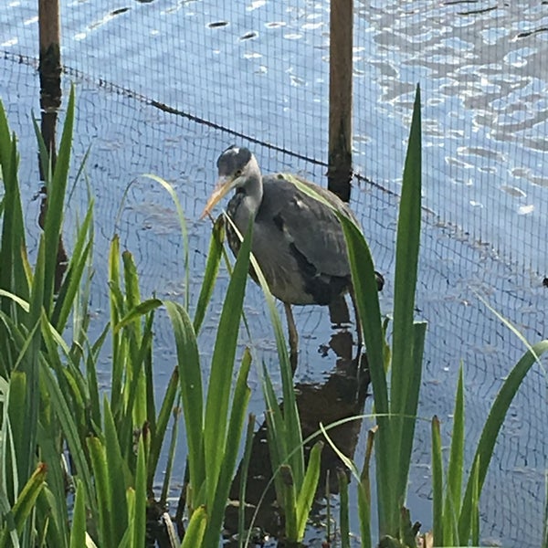 Water Gardens Hemel Hempstead, Hertfordshire