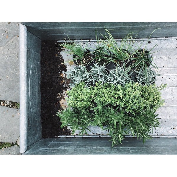 Catskill Native Nursery Kerhonkson, NY