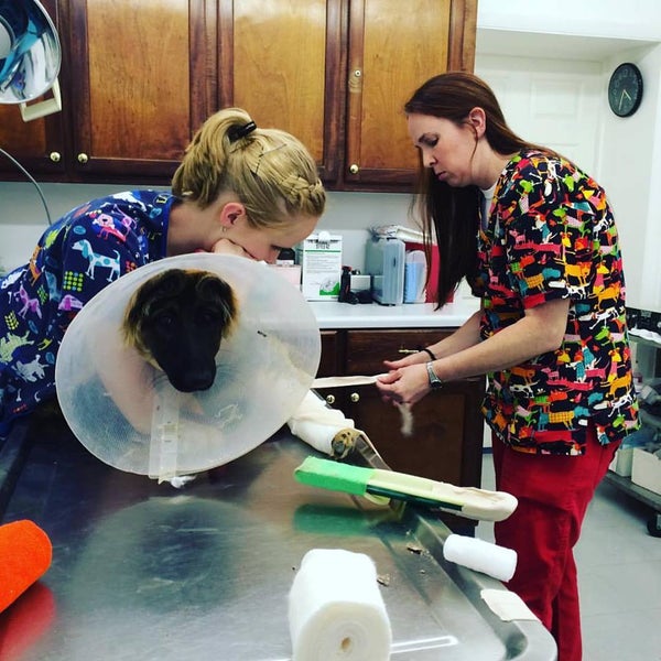 Houston Veterinary Clinic Veterinarian in Warner Robins