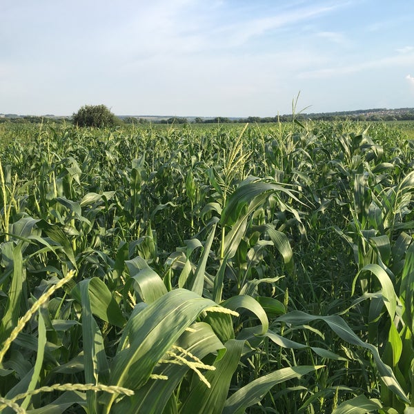 особенности выращивания кукурузы. сахарная кукуруза. кукурузные поля лыткарино. природные зоны кукурузы. плантации кукурузы.