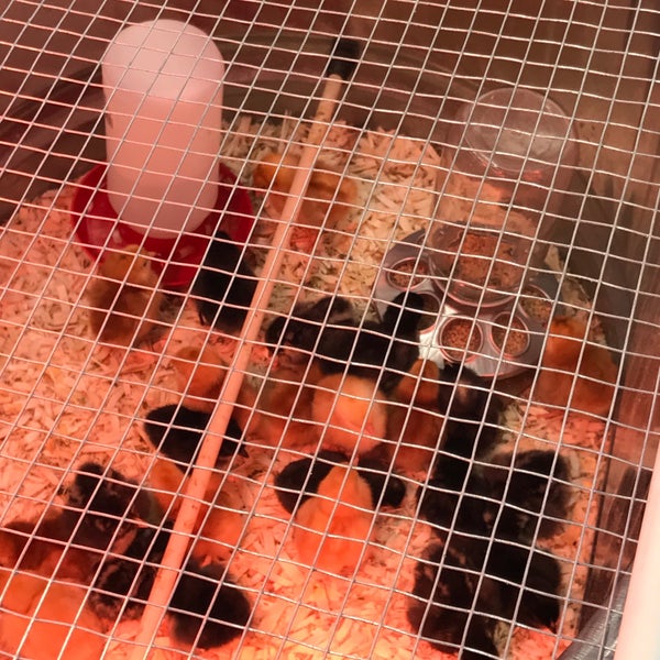 Paul's Ace Hardware Scottsdale'de Hırdavat Mağazası