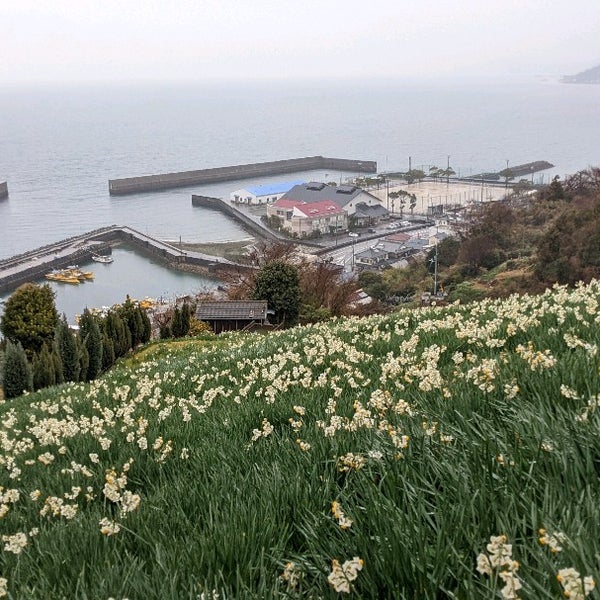 Photos At 日本水仙花開道 双海町串甲