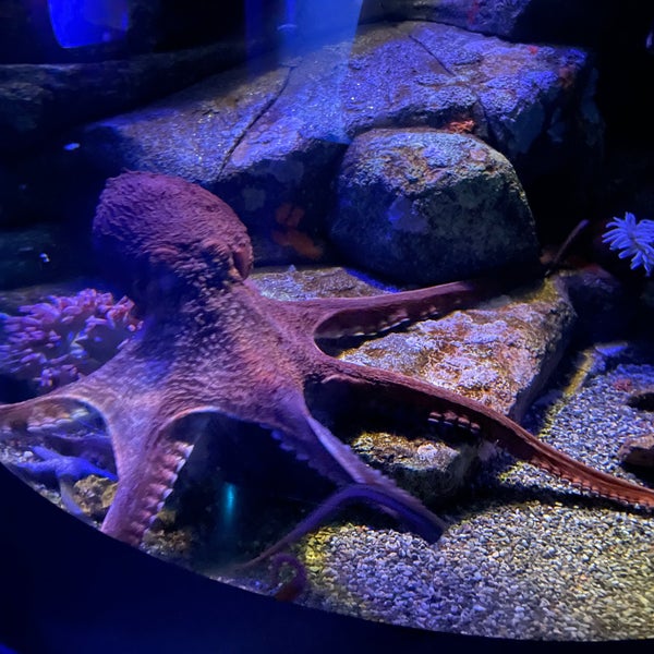 Photo taken at Texas State Aquarium by Zeb P. on 2/14/2023