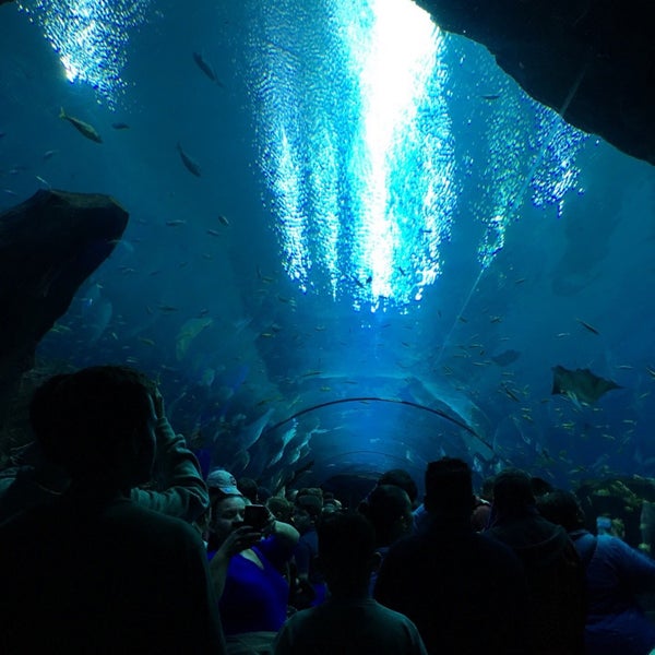2/15/2019 tarihinde Gaith K.ziyaretçi tarafından Georgia Aquarium'de çekilen fotoğraf