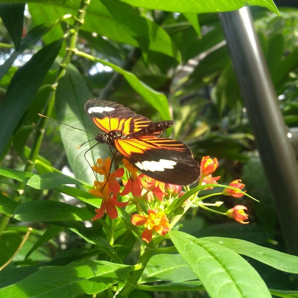 Foto tirada no(a) Butterfly Pavilion por Jacqueline R. em 1/28/2018