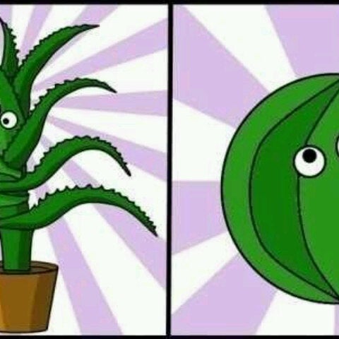 Алоэ арбуэ картинка