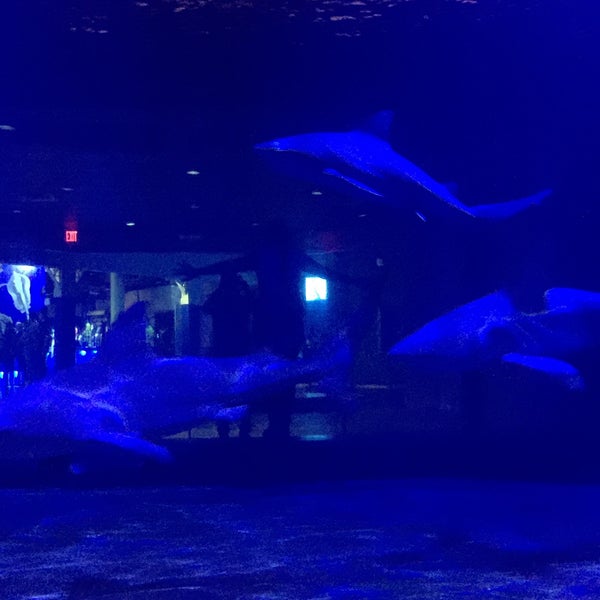 11/12/2016にDarren D.がOklahoma Aquariumで撮った写真