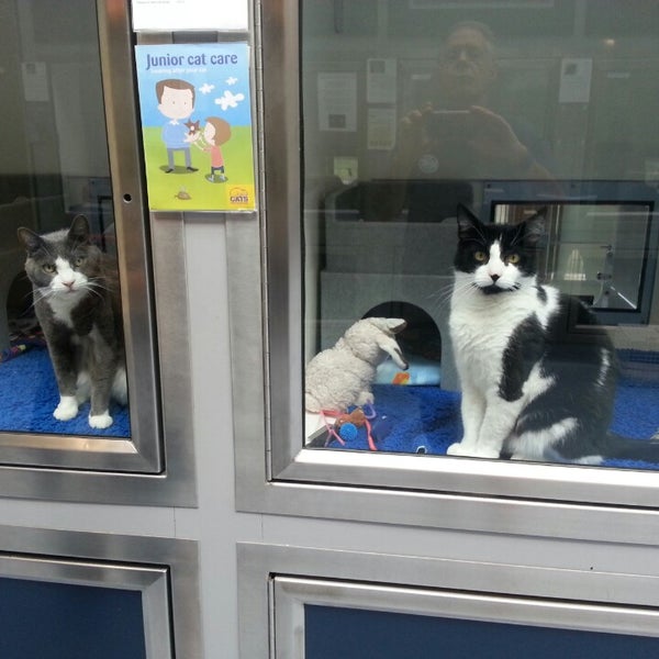 National cat hotsell adoption centre