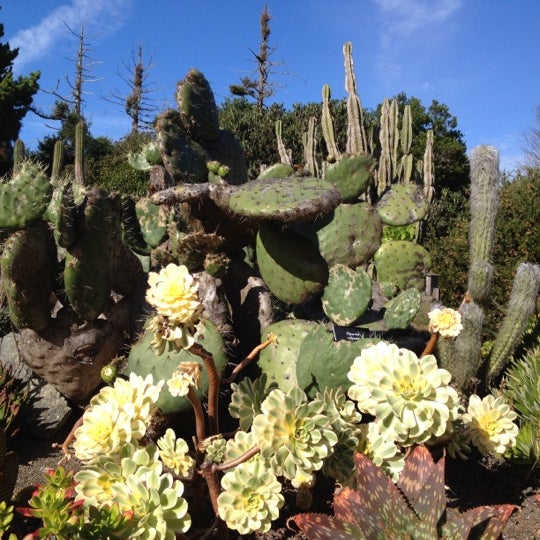 รูปภาพถ่ายที่ Mendocino Coast Botanical Gardens โดย Geoff เมื่อ 11/11/2012