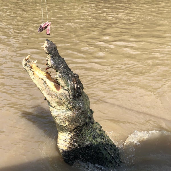 Adelaide River Queen Jumping Crocs River
