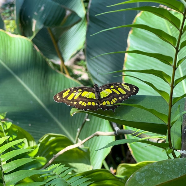 Das Foto wurde bei Houston Museum of Natural Science von Luisger L. am 7/1/2023 aufgenommen