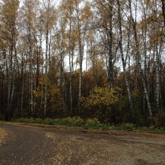 П зеленый шум Орел. Зеленый шум Ленинградской области. Поселок зеленый шум Орловская область. П. зеленый шум Орел фото.