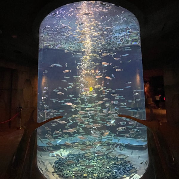 Das Foto wurde bei The Lost Chambers Aquarium von Joana Niña G. am 11/23/2023 aufgenommen