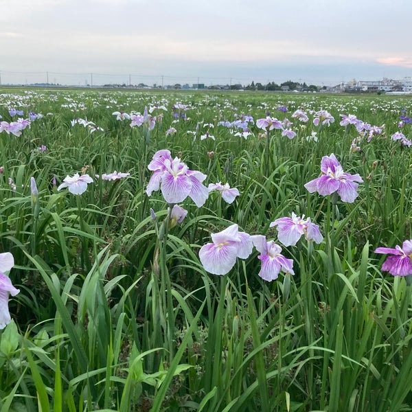 菖蒲城趾あやめ園 久喜市 埼玉県 菖蒲城趾あやめ園 久喜市 埼玉県