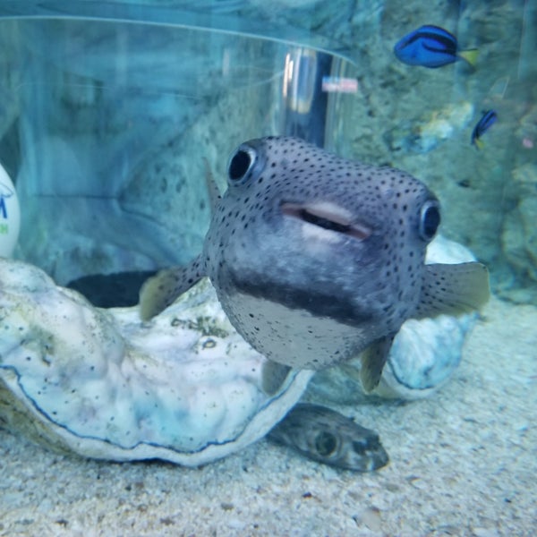 2/7/2018 tarihinde Thomas F.ziyaretçi tarafından Ripley&#39;s Aquarium'de çekilen fotoğraf
