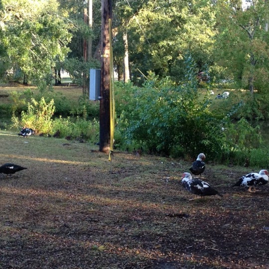 Photos at New Iberia City Park 2 tips