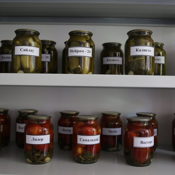 Купить Семенной Картофель В Нии Самохваловичах Цена