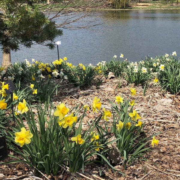 Daffodils  Chicago Botanic Garden