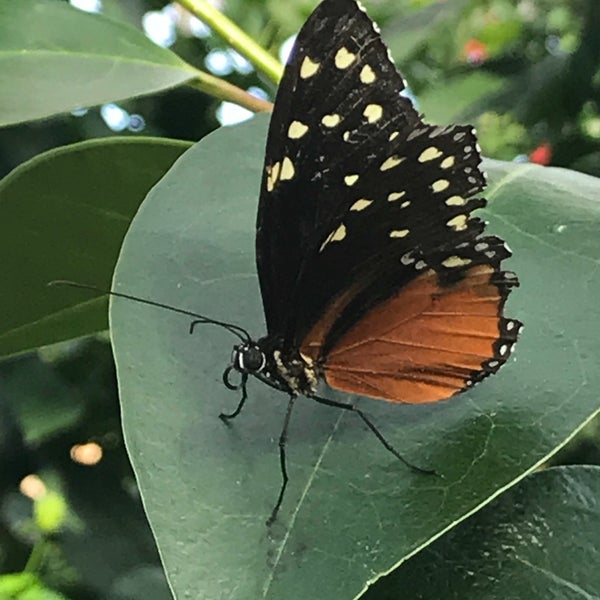 Photo taken at Butterfly Wonderland by Kate M. on 11/25/2017