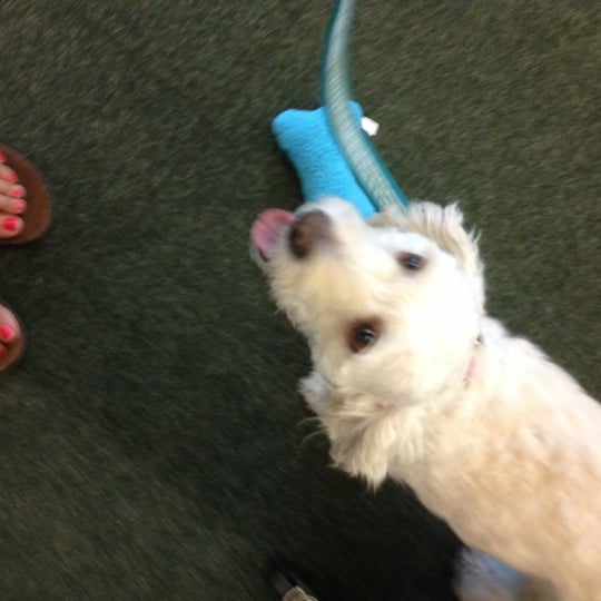 Dollar Tree Tucson, AZ