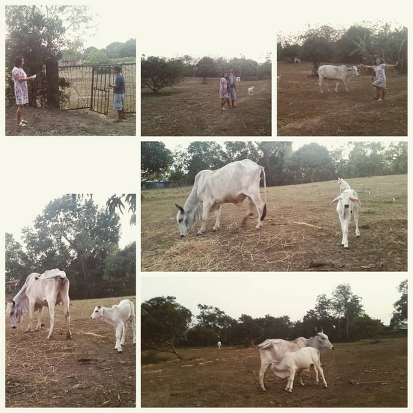Brgy. Bungahan Cuenca, Batangas