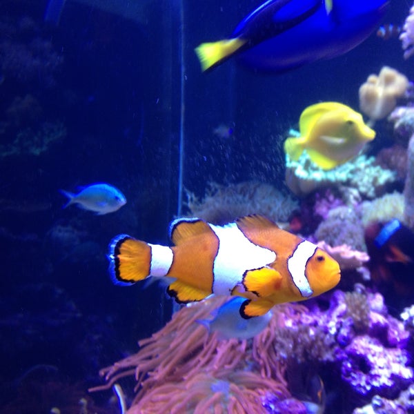 4/20/2013にDicleがAquarium of the Bayで撮った写真