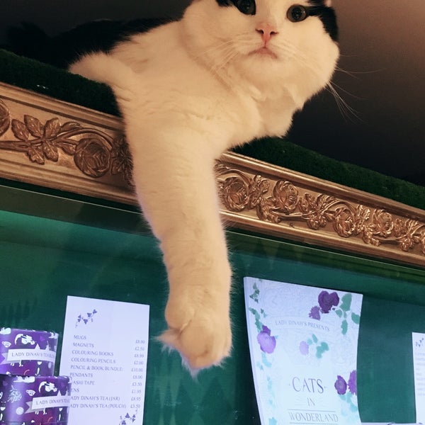 12/21/2017에 Natalie C.님이 Lady Dinah&#39;s Cat Emporium에서 찍은 사진