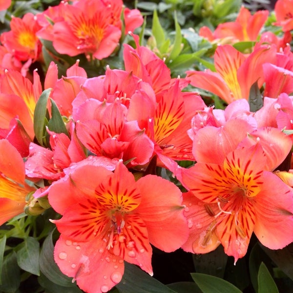 Lowe's Carrollton, GA