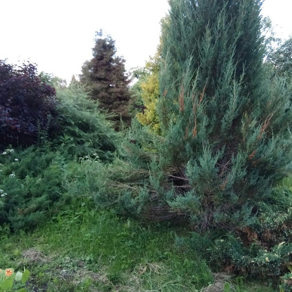 Бурые Плещеницы