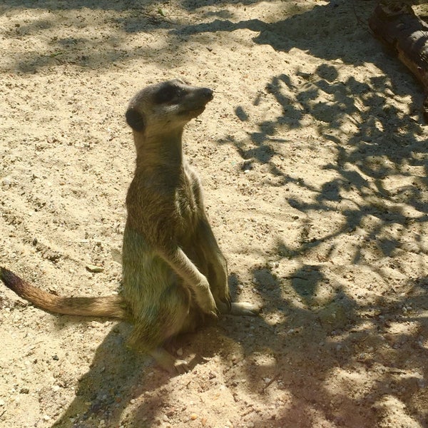 Foto scattata a Hertfordshire Zoo da Miss R. il 6/12/2015