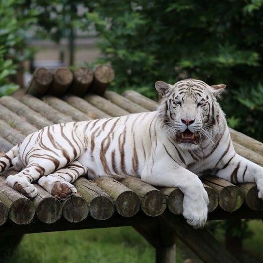 6/26/2014 tarihinde Miss R.ziyaretçi tarafından Hertfordshire Zoo'de çekilen fotoğraf