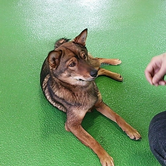 兵庫県動物愛護センター 西昆陽4 1 1