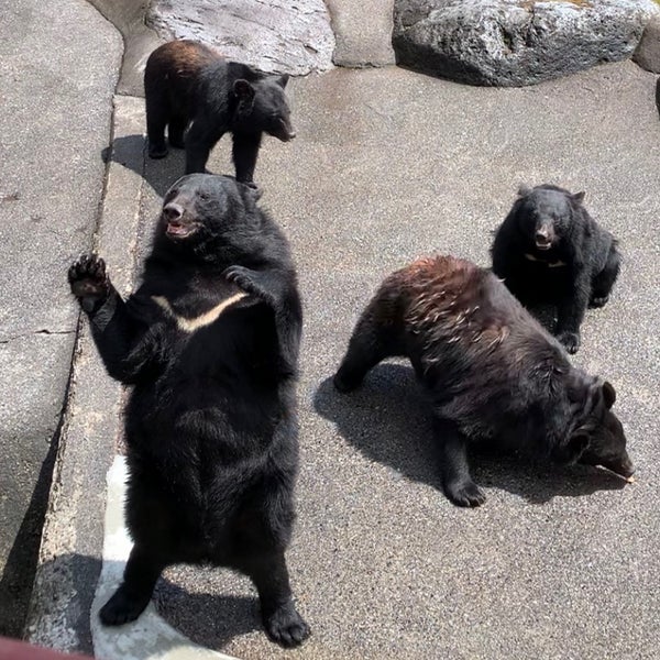 奥飛騨クマ牧場 8個のtips