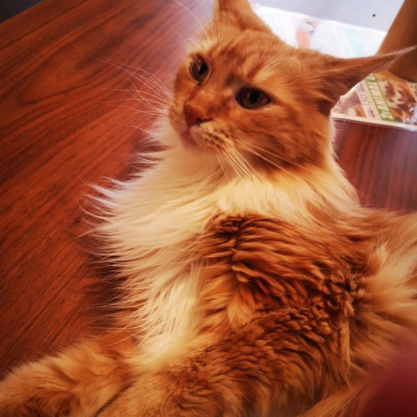 Cat Cafe Nyanny Akiba 秋葉原 外神田4 8 3 Cat Cafe Nyanny Akiba 秋葉原 外神田4 8 3