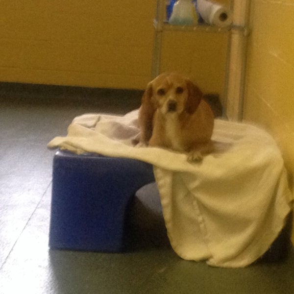 VCA Durant Road Animal Hospital 1 tip