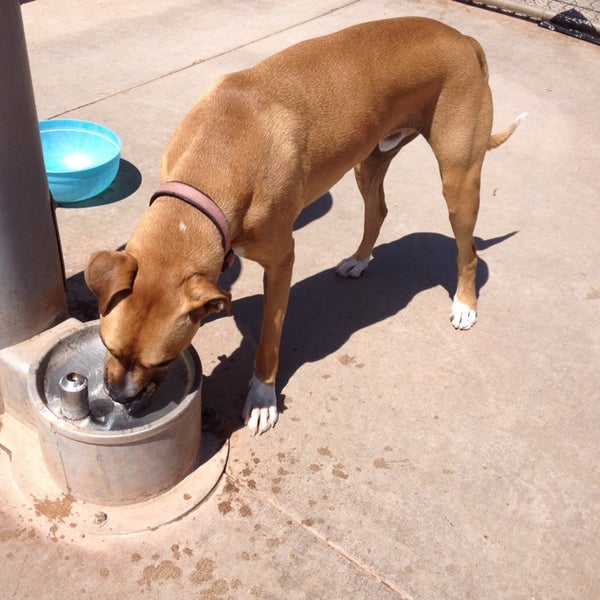 Photos at Tempe Sports Complex Dog Park 8401 S Hardy Dr.