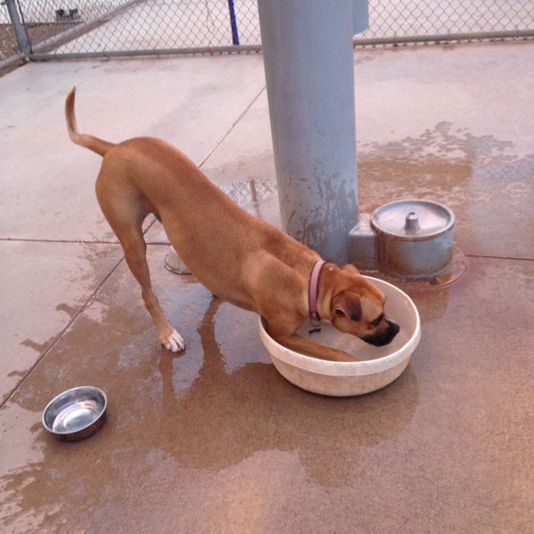 Photos at Tempe Sports Complex Dog Park 8401 S Hardy Dr.