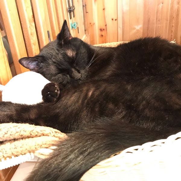 Photos At Cat Cafe ねこびやか 姫路市 兵庫県