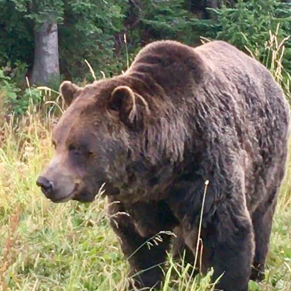 Serious bear. Медведь гризли рост. Северная америка медведь гризли. Медведь гризли в канаде. Медведь гризли.