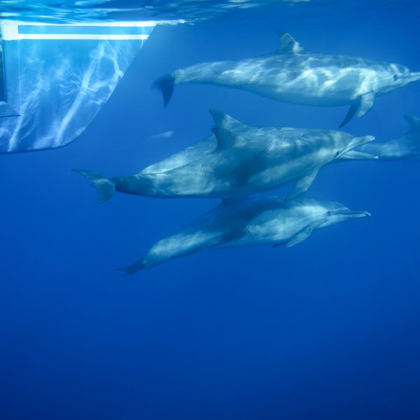 Foto scattata a Capt. Dave&#39;s Dana Point Dolphin &amp; Whale Watching Safari da Capt. Dave&#39;s Dana Point Dolphin &amp; Whale Watching Safari il 3/18/2020