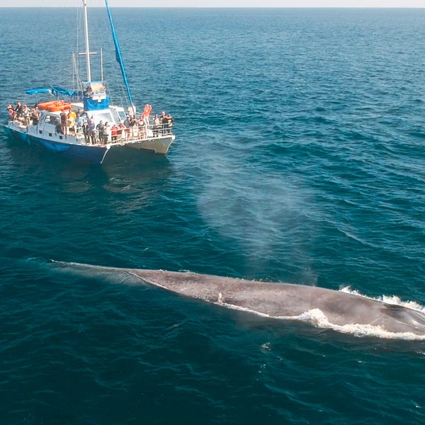 รูปภาพถ่ายที่ Capt. Dave&#39;s Dana Point Dolphin &amp; Whale Watching Safari โดย Capt. Dave&#39;s Dana Point Dolphin &amp; Whale Watching Safari เมื่อ 3/18/2020