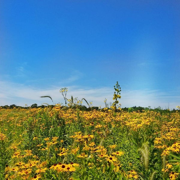 Centennial Park Springfield, IL