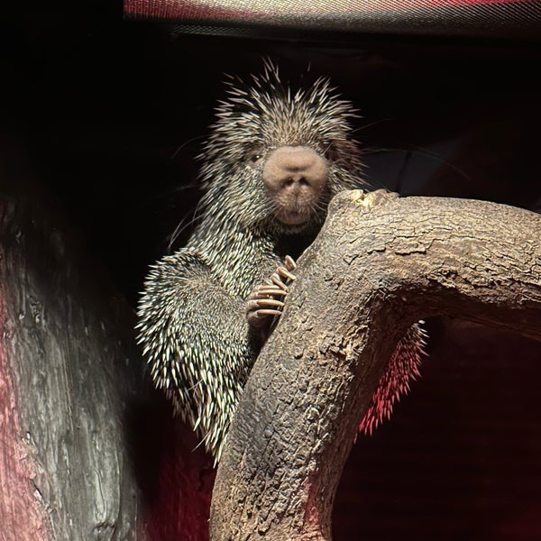 Regenstein Small Mammal & Reptile House Zoo Exhibit in Chicago