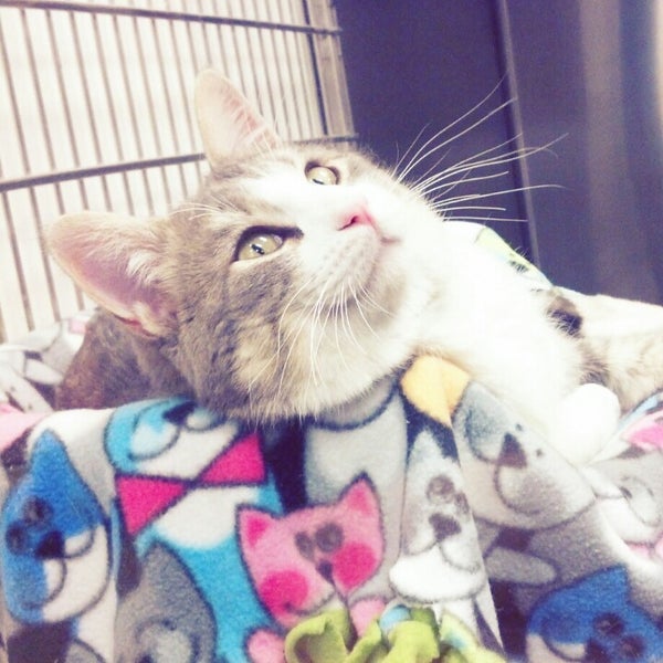 PetSmart Tienda de mascotas en West Omaha